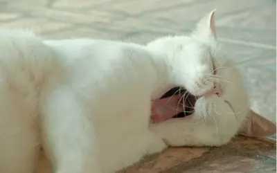 Dissipate your fears (or anxiety) one yawn at a time
